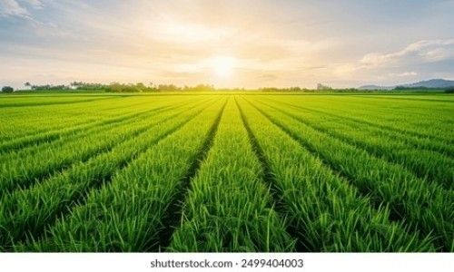 FARM LAND FOR SALE